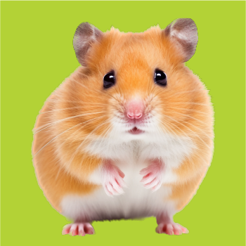 Small Pet