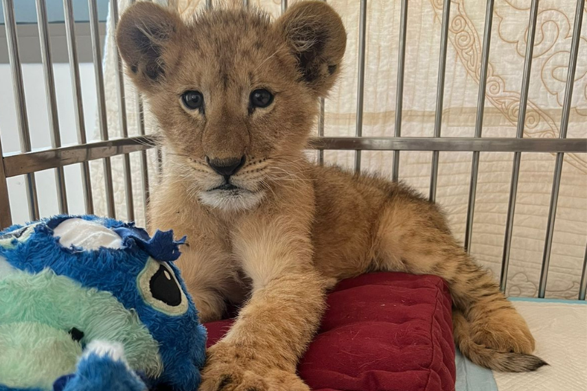 Abused and illegal lion cub confiscated in North Lebanon