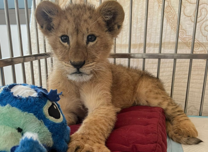 Abused and illegal lion cub confiscated in North Lebanon